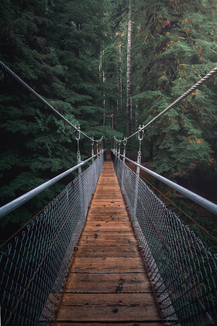 A beautiful suspension bridge amidst a dense forest, perfect for nature backgrounds.